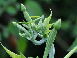 Thấy hoa mướp dễ xuất hiện con số gì dễ trúng thưởng