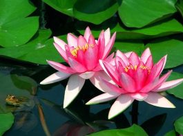 Đi đường nhìn thấy hoa súng báo hiệu điều gì sắp đến?