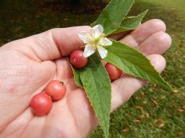 Nằm mơ thấy quả trứng cá ẩn ý nhiều điềm hên hay xui?