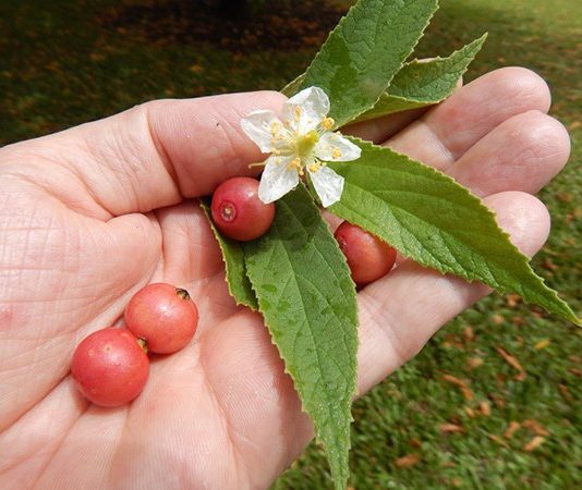 Nằm mơ thấy quả trứng cá ẩn ý nhiều điềm hên hay xui? Nằm mơ thấy quả trứng cá ẩn ý nhiều điềm hên hay xui?