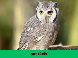Gặp cú mèo: Điềm báo gì bí ẩn tâm linh đằng sau
