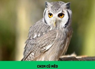 Gặp cú mèo: Điềm báo gì bí ẩn tâm linh đằng sau