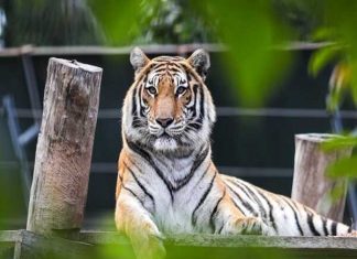 Con số phú quý tuổi Dần 26/3/2025