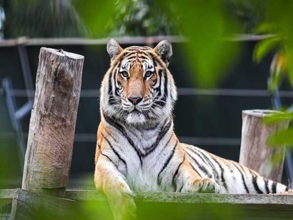 Con số phú quý tuổi Dần 26/3/2025