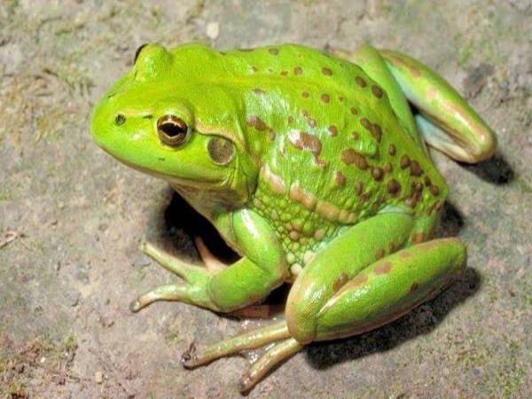Ếch kêu là điềm gì