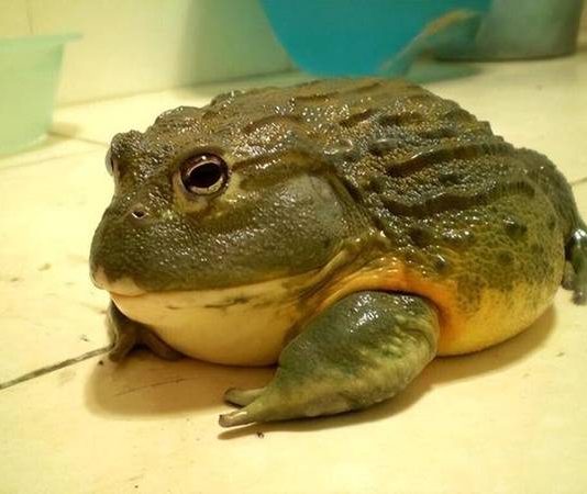 Ý nghĩa ếch kêu trong dân gian