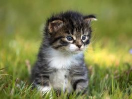Ý nghĩa chung của việc nằm mơ thấy mèo con