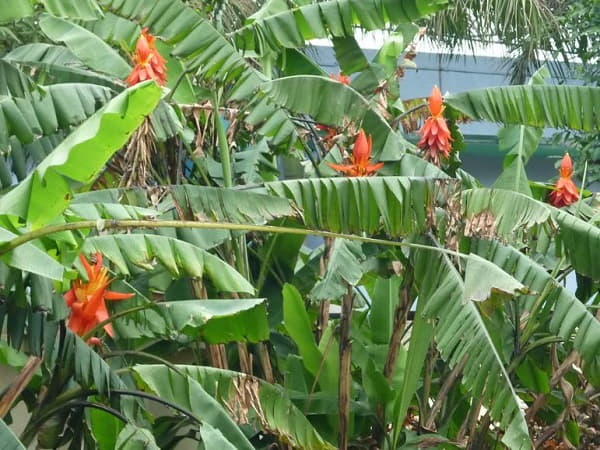 Mộng mị thấy một rừng hoa chuối
