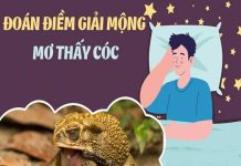 Mơ thấy con cóc vào nhà – điềm lành hay điềm dữ?