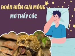 Mơ thấy con cóc vào nhà – điềm lành hay điềm dữ?