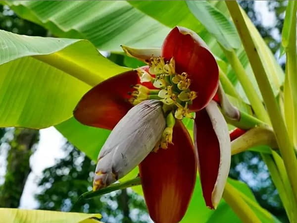 Mơ thấy hoa chuối mang điềm báo về sự thay đổi bất ngờ?