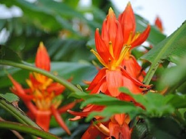 Ý nghĩa tâm linh của hoa chuối