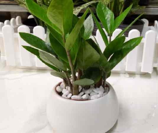 phong thủy cây kim tiền ra hoa