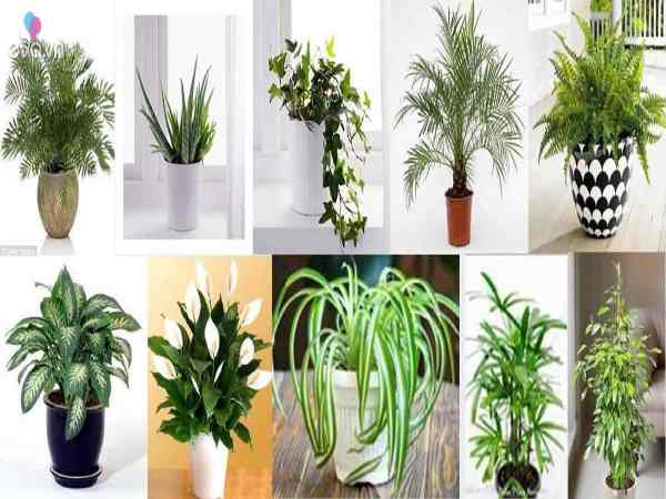 chọn cây phong thủy cho người tuổi kỷ mùi chọn cây phong thủy cho người tuổi kỷ mùi