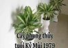 mùi 1979 tuổi kỷ mùi hợp cây gì
