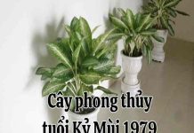 mùi 1979 tuổi kỷ mùi hợp cây gì