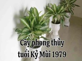 mùi 1979 tuổi kỷ mùi hợp cây gì