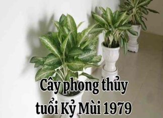 mùi 1979 tuổi kỷ mùi hợp cây gì