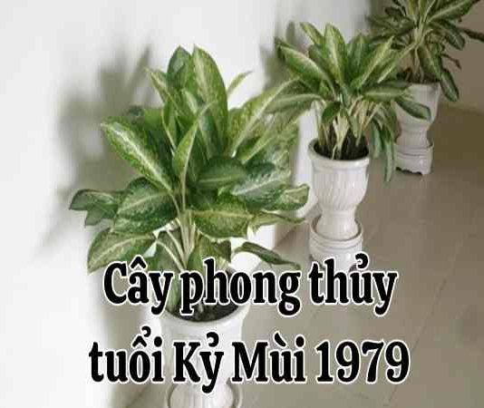 mùi 1979 tuổi kỷ mùi hợp cây gì