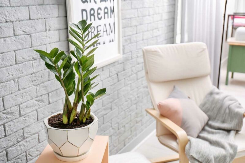 Ý nghĩa phong thủy của cây kim tiền