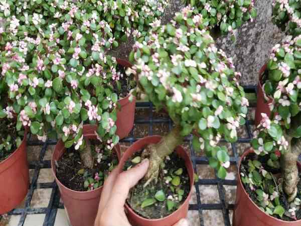 cây phong thủy hợp tuổi Kỷ Mùi