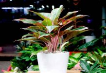cây phú quý hợp mệnh gì