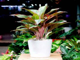 cây phú quý hợp mệnh gì