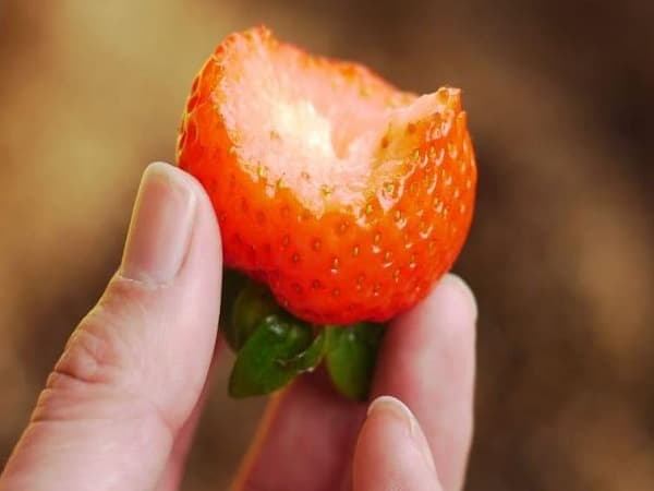 Ngủ mê thấy ăn dâu tây xanh, chua hoặc hỏng