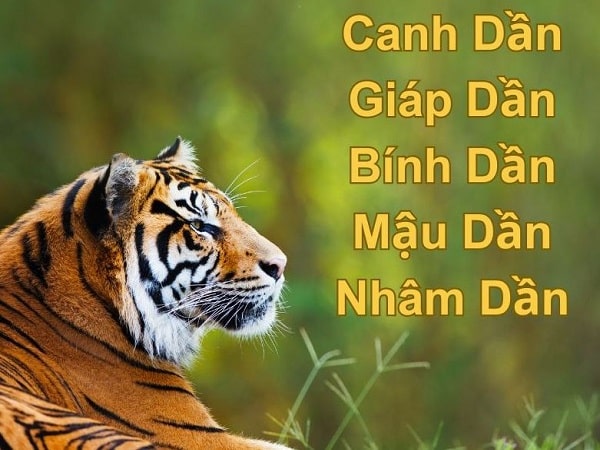 Số mệnh người tuổi Dần qua từng Can Chi