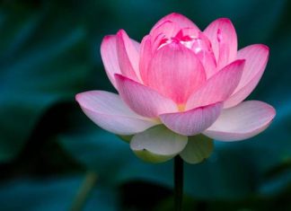 Bí ẩn giấc mơ thấy hoa sen có ảnh hưởng đến tài lộc?