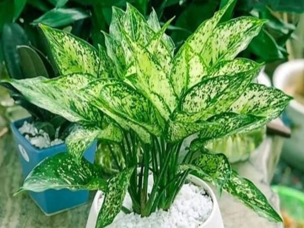 Lựa chọn cây phong thủy hợp mệnh Kim trong tình duyên và làm ăn