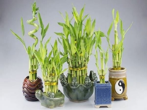 Mệnh Thủy hợp cây gì theo từng tuổi