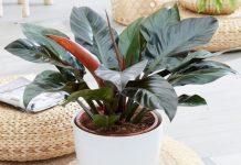 Nữ mệnh hỏa hợp cây gì để bàn làm việc hút tài lộc may mắn