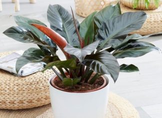 Nữ mệnh hỏa hợp cây gì để bàn làm việc hút tài lộc may mắn