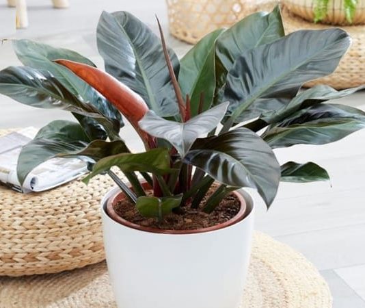 Nữ mệnh hỏa hợp cây gì để bàn làm việc hút tài lộc may mắn