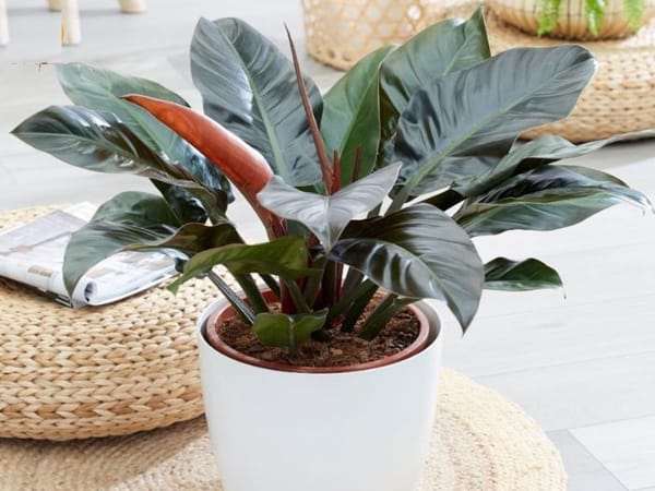 Cây Trầu Bà Đế Vương Đỏ