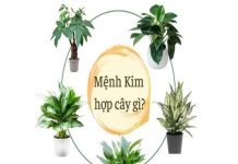 Mệnh Kim hợp cây gì để bàn giúp thút tài lộc may mắn