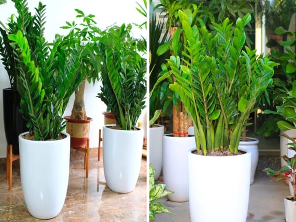 Mệnh Thủy hợp cây cảnh nào để trong phòng làm việc