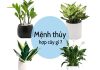 Mệnh Thủy hợp với cây gì để bàn làm việc để trong nhà