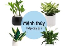 Mệnh Thủy hợp với cây gì để bàn làm việc để trong nhà