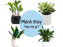 Mệnh Thủy hợp với cây gì để bàn làm việc để trong nhà