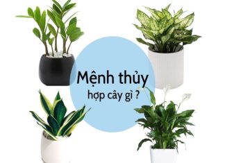 Mệnh Thủy hợp với cây gì để bàn làm việc để trong nhà