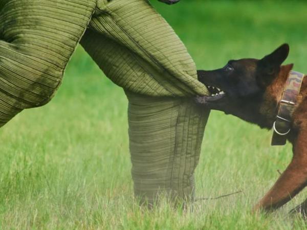 Mơ thấy chó cắn chân