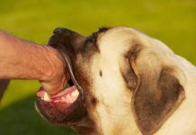 Giải mã ý nghĩa giấc mơ thấy chó cắn theo phong thủy