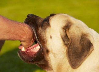 Giải mã các giấc mơ thấy chó cắn là điềm gì, số gì hên? Giải mã ý nghĩa giấc mơ thấy chó cắn theo phong thủy