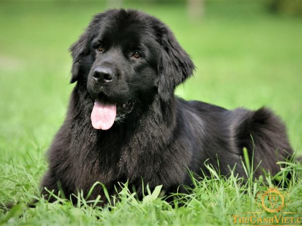 Mơ thấy chó đen quấn quýt