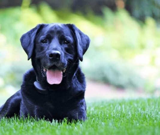 Nằm mơ thấy chó đen là điềm báo gì, chọn số gì đắc lộc? Giải mã ý nghĩa giấc mơ thấy chó đen chung chung