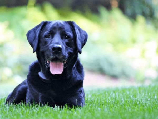 Giải mã ý nghĩa giấc mơ thấy chó đen chung chung