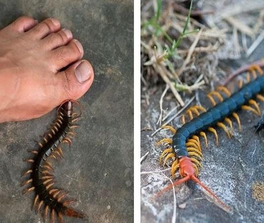 Nằm mơ thấy rết cắn mang điềm báo gì? Hên xui, tốt hay xấu