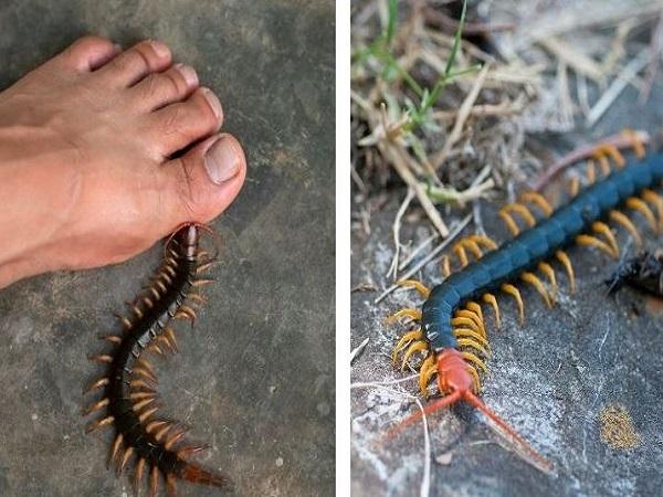 Nằm mơ thấy rết cắn là điềm báo gì? Hên hay xui?